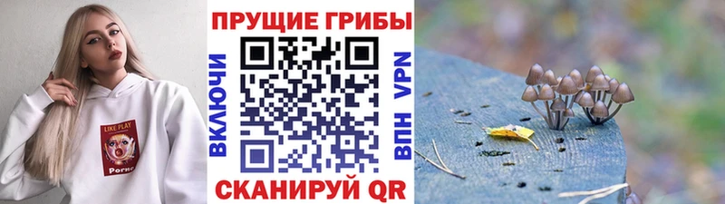 Купить закладки  Заполярный  Галлюциногенные грибы мицелий 